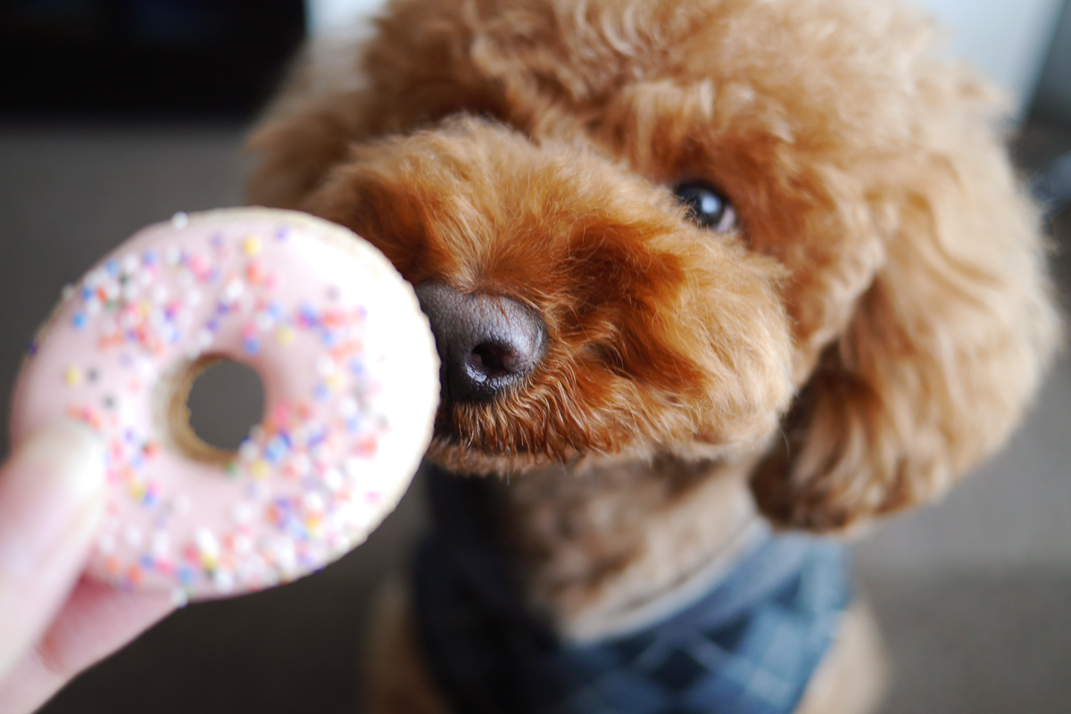 Sweets for dogs
