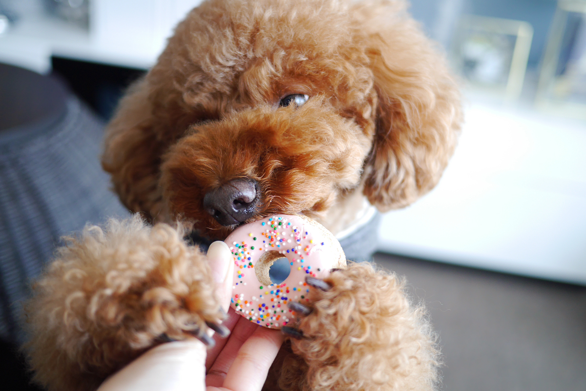 Sweets for dogs