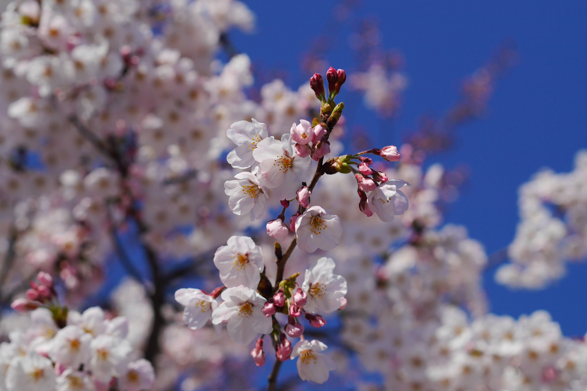 Cherry blossoms at Maizuru park
