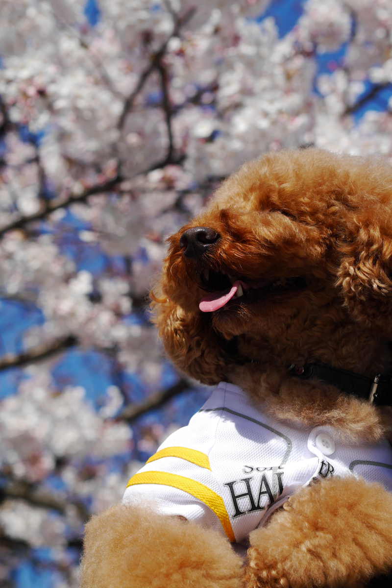 Cherry blossoms at Maizuru park