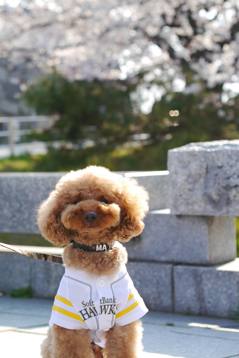 Cherry blossoms and dog at Maizuru park