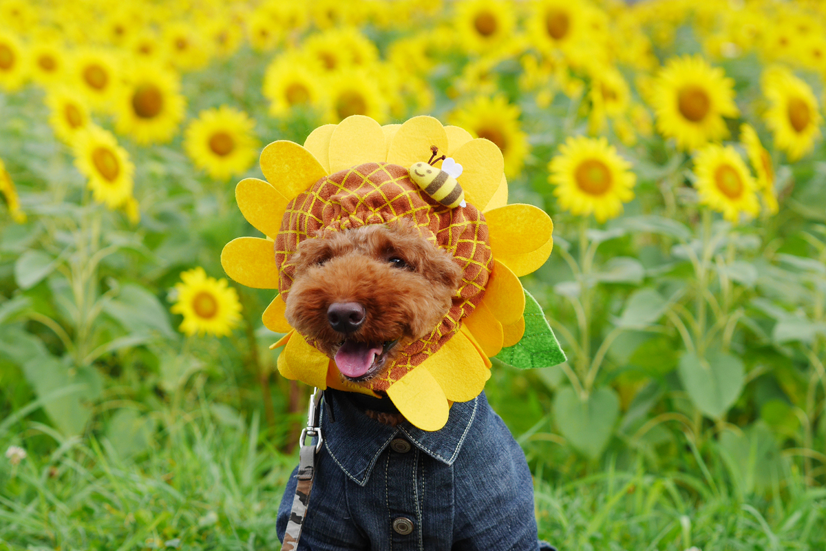 Sunflowers in full bloom 満開のひまわり 脇山ひまわり畑