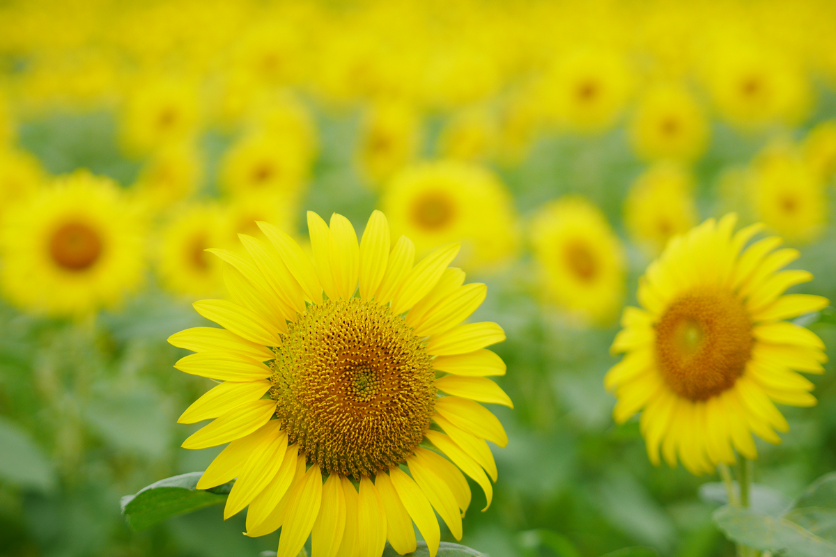 Sunflowers in full bloom 満開のひまわり 脇山ひまわり畑